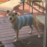 dog opie in sweater on deck