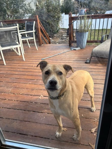 dog opie standing outside on the deck